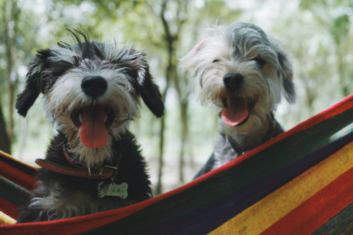 cães sentados em rede felizes