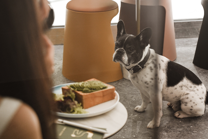 restaurante pet friendly com cachorro sentado