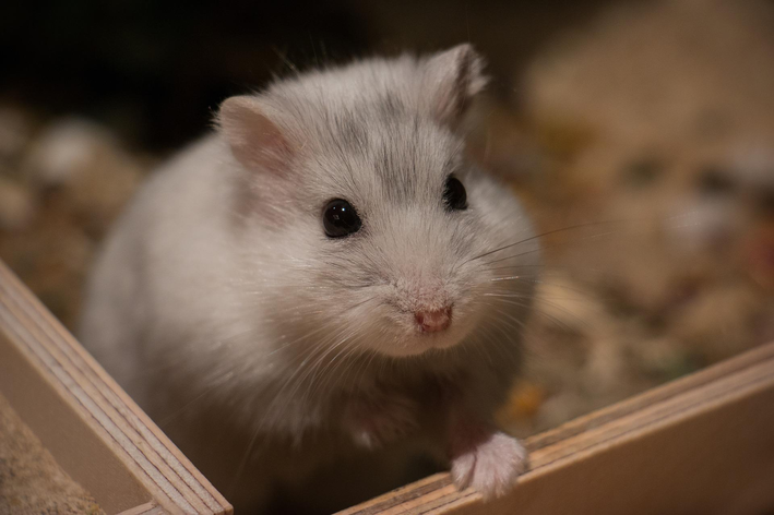 Pode dar banho em hamster? Como fazer?