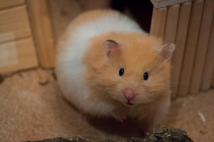 Pode dar banho no hamster, mas é bem raro!