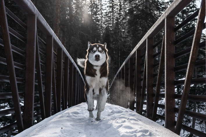 raça dos cachorros da patrulha canina husky siberiano