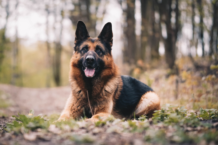 raça dos cachorros da patrulha canina pastor alemão
