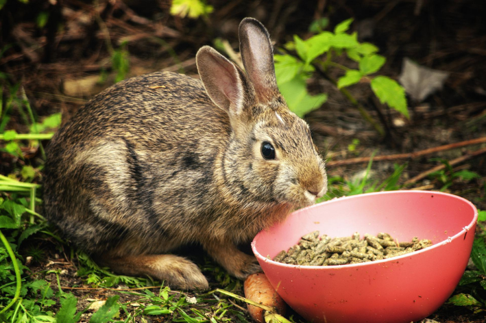 Será que coelho pode comer ração de cachorro?