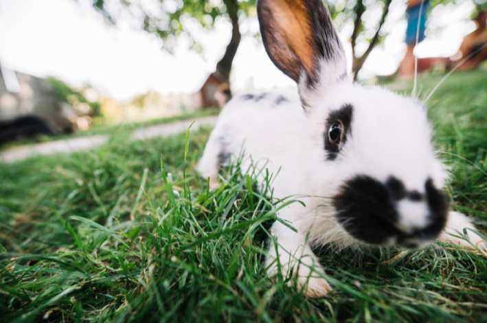 Aprenda sobre a saúde dos coelhos