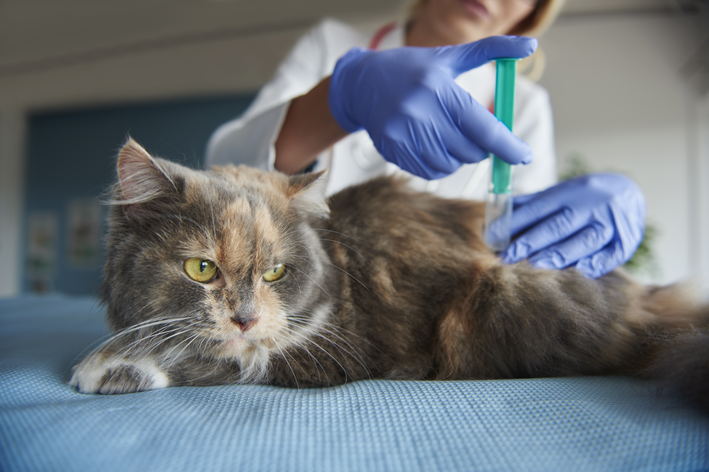 aplicando injeção em gato
