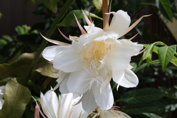 flor de dama da noite branca