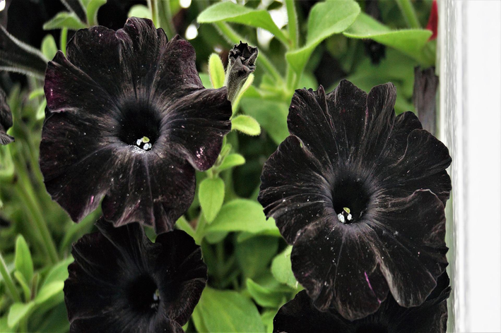 flor de petúnia preta