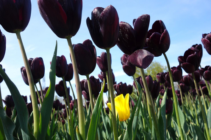 flores de tulipas pretas