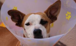 Cachorro com colar elisabetano por causa de Dermatite atópica canina