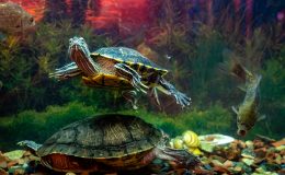 tartaruga de aquário nadando