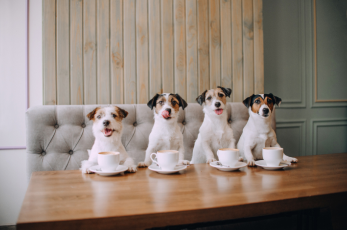 quatro cachorro tomando chá na mesa