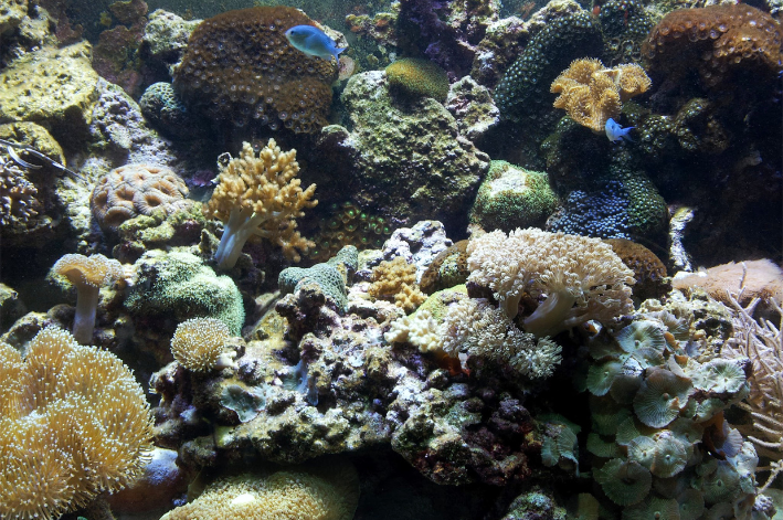O que é um aquário reef safe? 