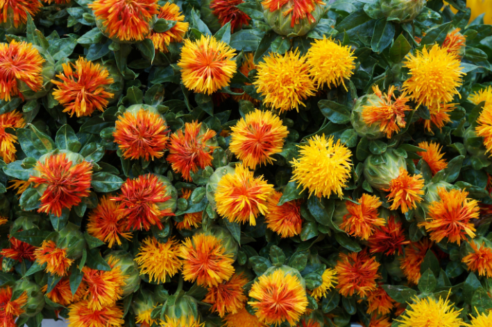 flores Carthamus tinctorius amarela 