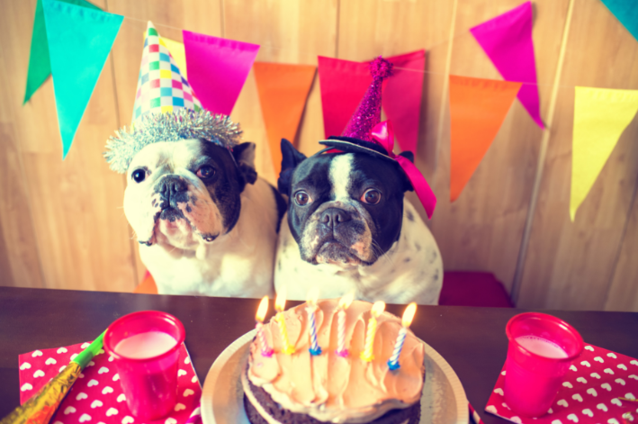 celebrando aniversário de dois cães