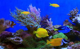 O que é peixe reef safe?