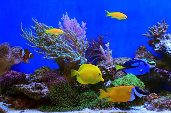 O que é peixe reef safe?