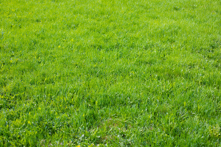 gramado verde