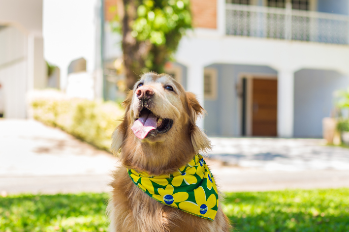 cachorro com bandana amarela e verde