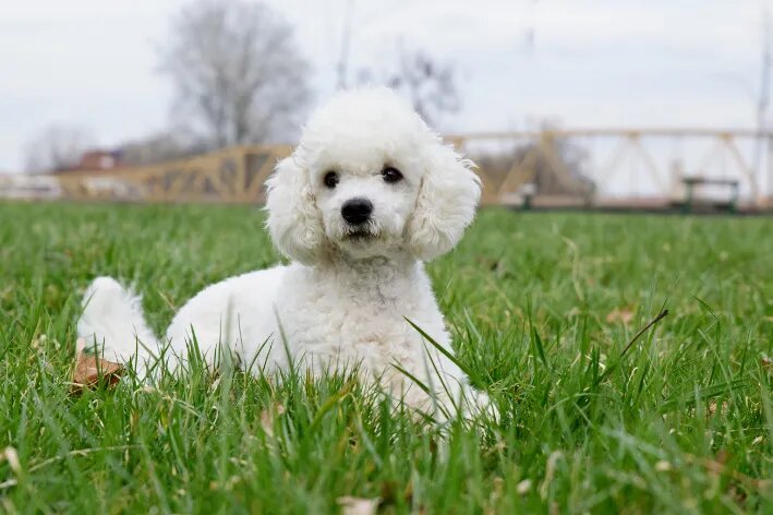 Cachorro da raça poodle branco deitado na grama