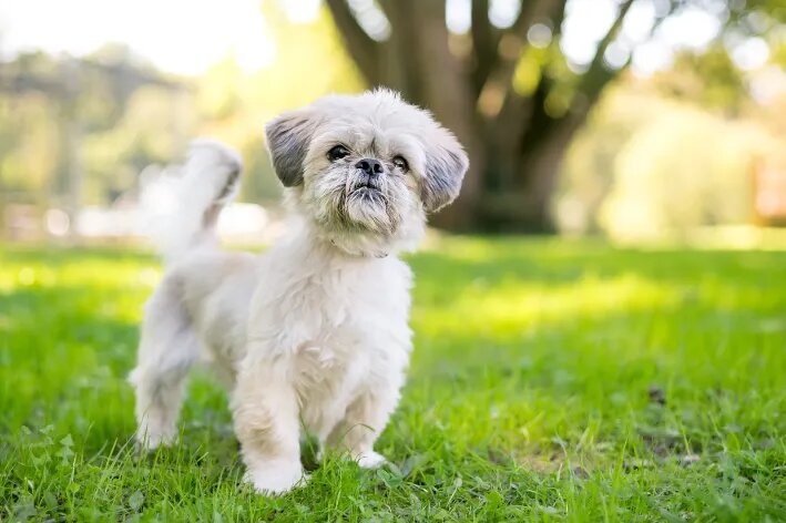 cachorro Shih Tzu com tosa verão em pé na grama