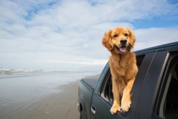 Cachorro Golden Retriever dourado na janela de um carro preto na praia
