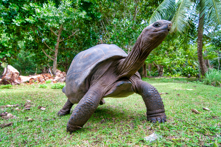 tartaruga-das-seychelles