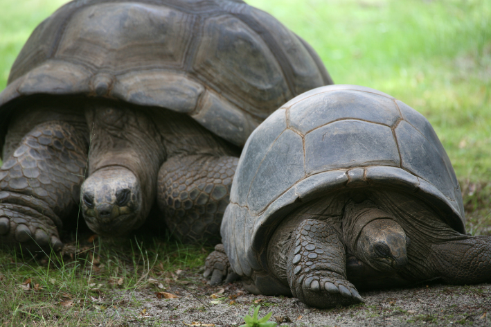 duas tartarugas seychelles