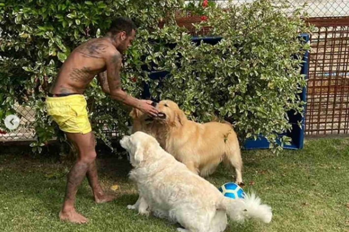 neymar e seus cachorros labradores