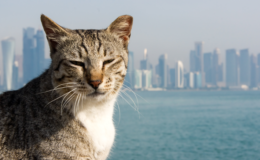 gato sentado na baia de Doha no Catar