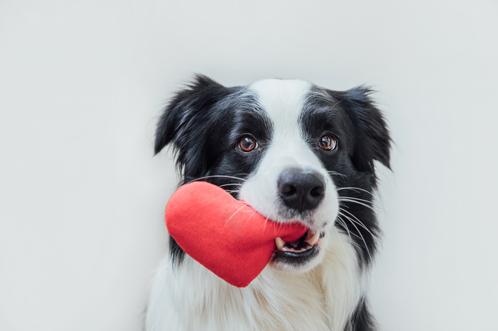 cachorro com coração na boca cão que salvou a copa do mundo