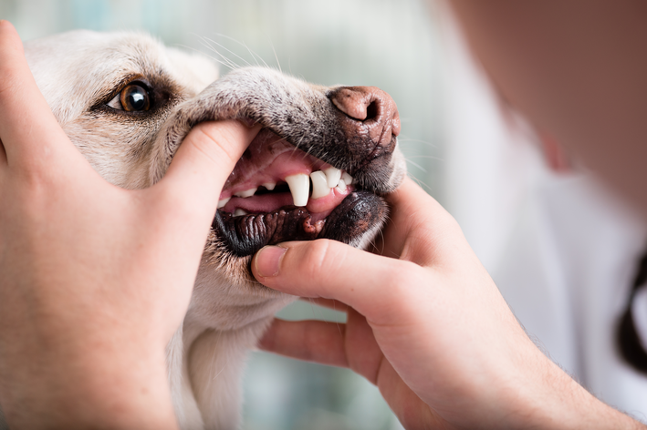 cachorro perdendo os dentes na velhice