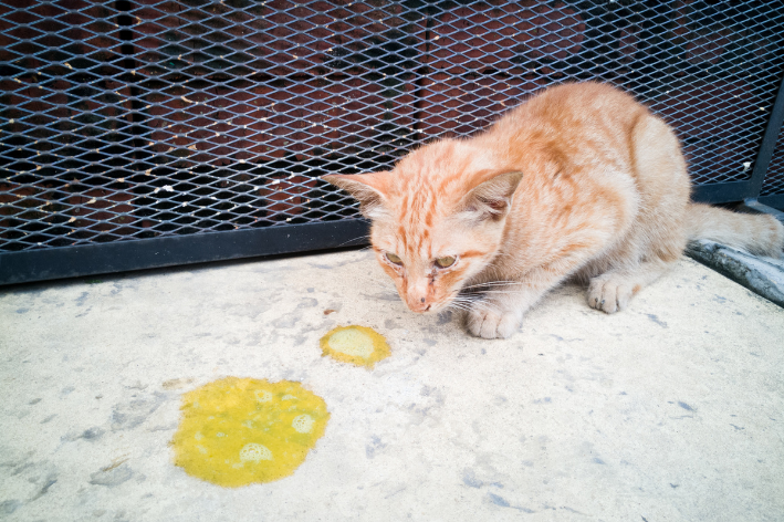 gato vomitando amarelo