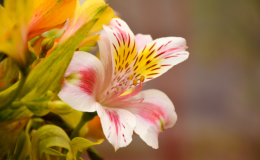 flor de astromelia