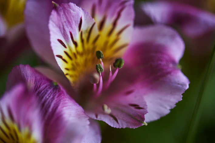 flor de astromelia lilás
