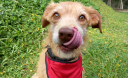 cachorro estopinha com a língua de fora