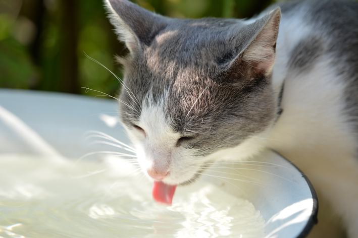 gato bebendo água