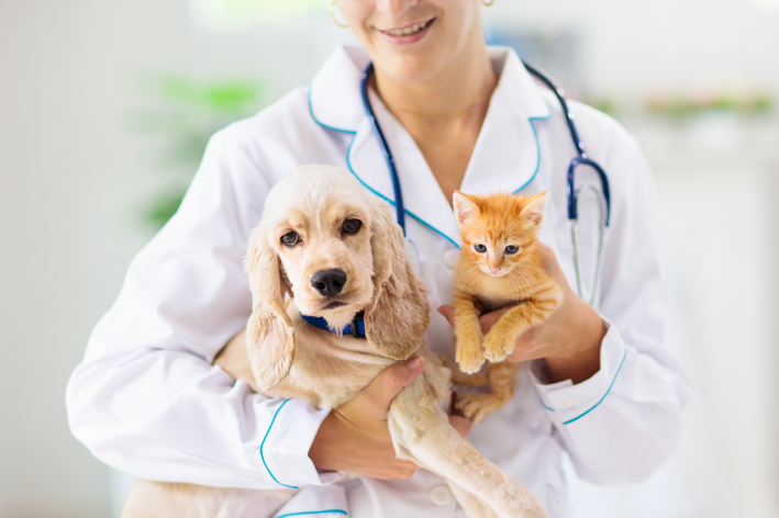 veterinária segurando cachorro e gato Hospital veterinário público 