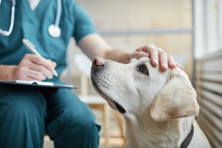 Com qual frequência você leva seu pet ao veterinário?