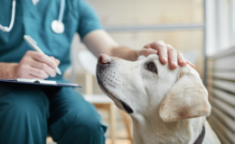 medico-veterinário consulta cachorro