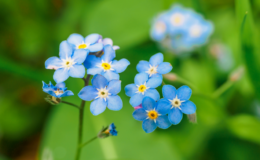 flor azul de miosotis