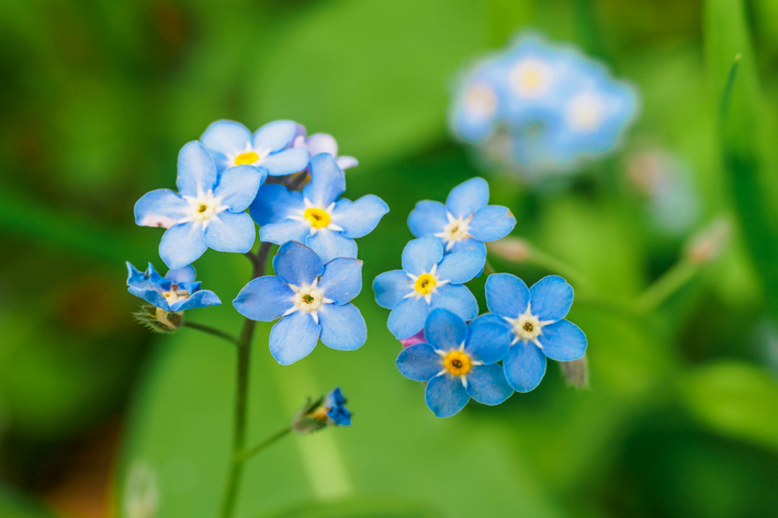 flor azul de miosotis