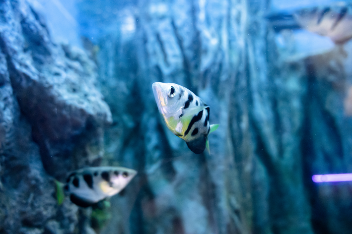 casal de peixe arqueiro no aquário