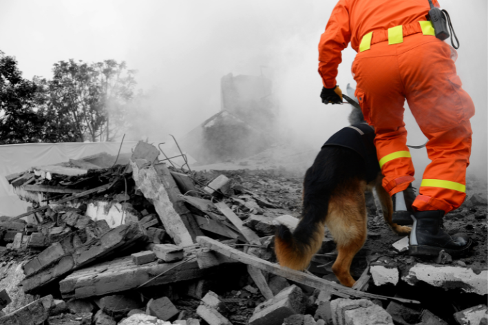 cães de resgate