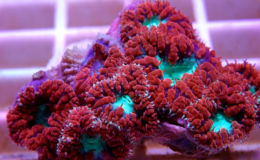 coral Blastomussa Wellsi