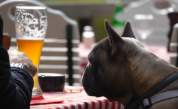 cachorro olhando para cerveja