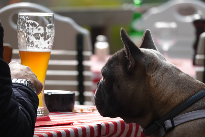 cachorro olhando para cerveja