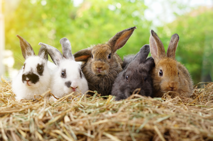 família de coelhos comendo