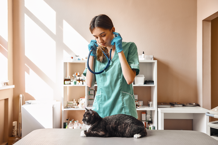 veterinaria atendendo um gato