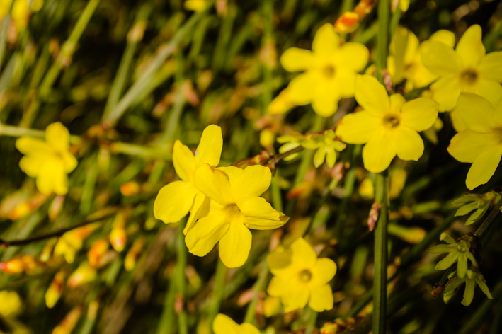 flores amarelas de jasmim