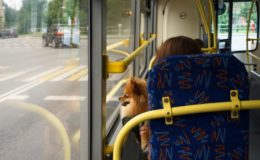 Será que pode levar cachorro no ônibus?